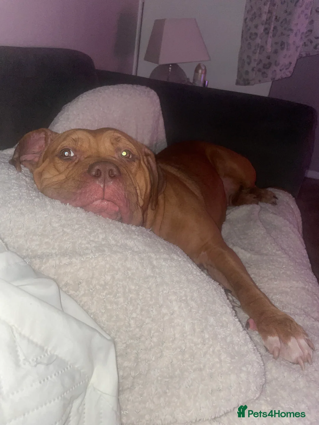 Mixed Breed dogs for sale: Beautiful Girl, Sad Circumstances  - Advert 5