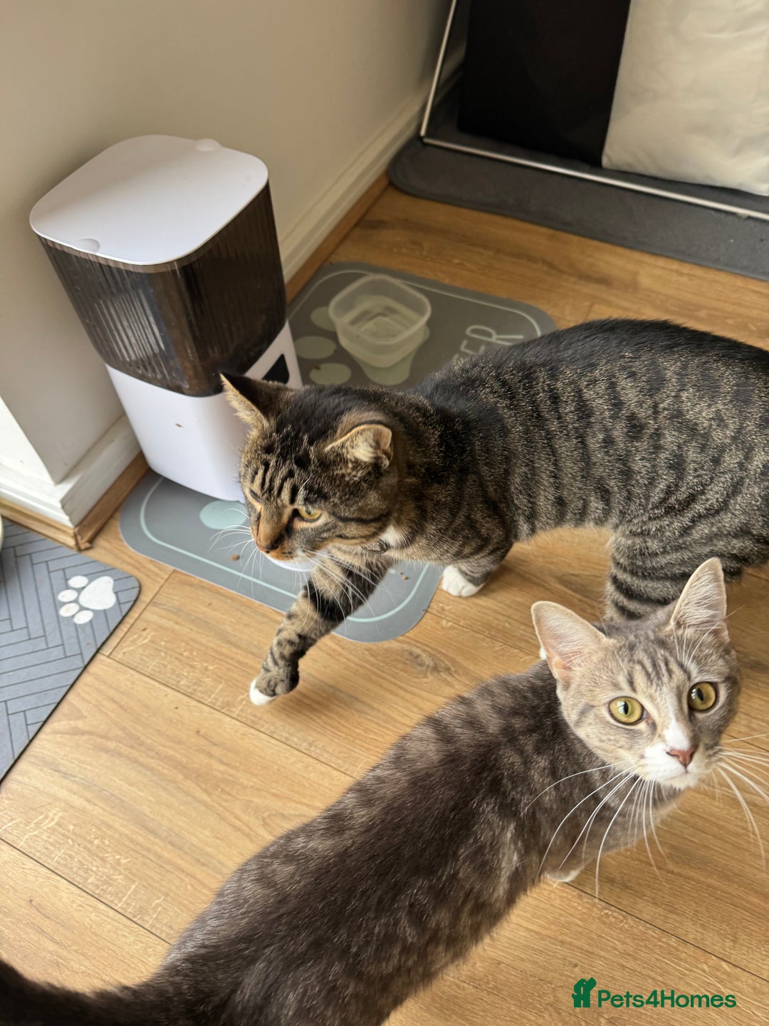 Mixed Breed cats for sale: Pretty Kittens For Sale - Advert 12