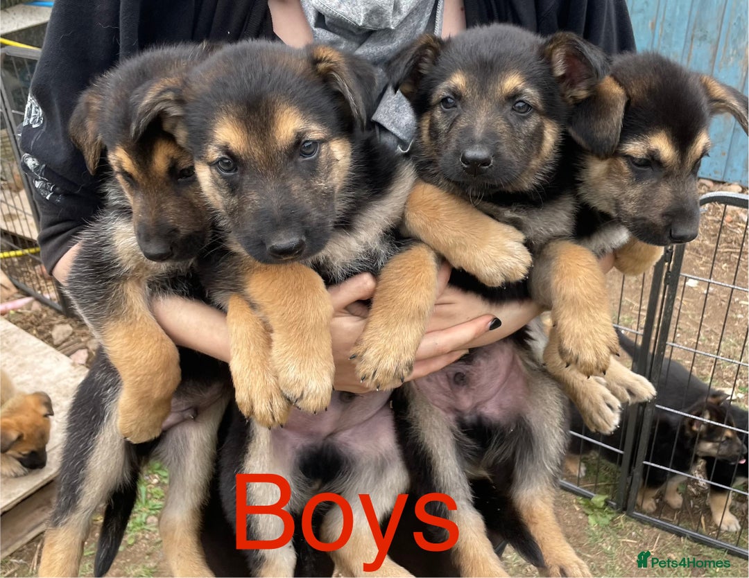 Mixed Breed dogs for sale: Belgium Malinois/ German Shepherd - Image 4
