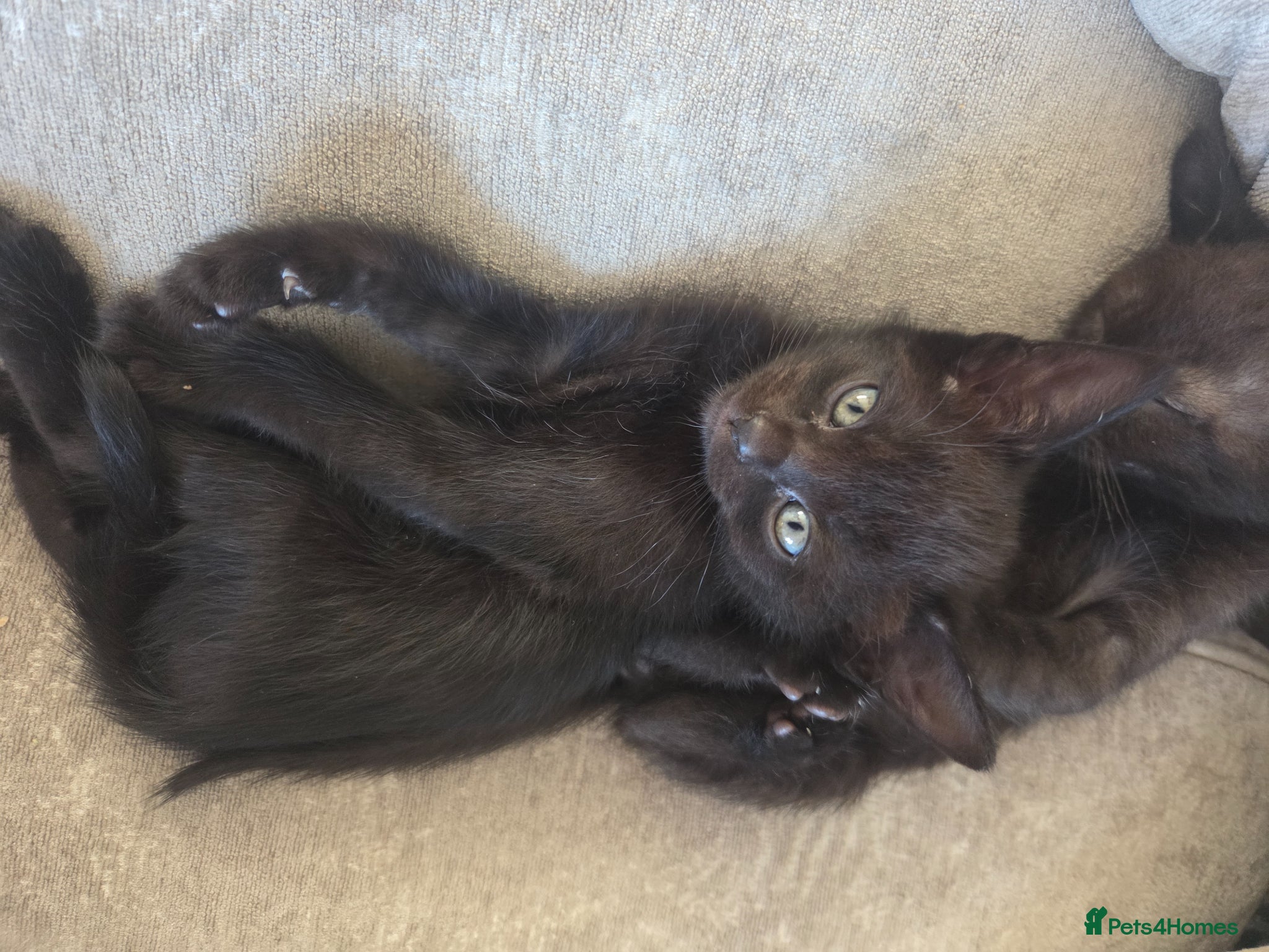 Burmese cats Burmese x  - Advert 1