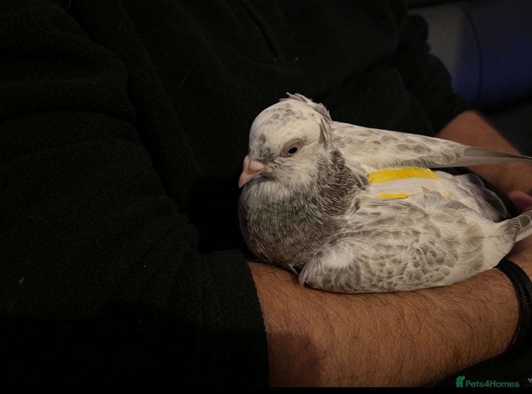 Pigeons birds for sale: Hand Reared German Owl male  - Advert 3