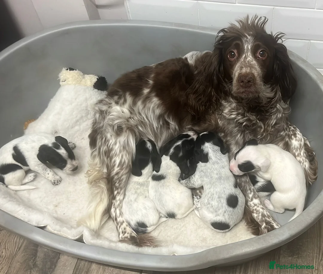 Mixed Breed dogs for sale: Ready now Cocker spaniel x Jack Russell pups  in Dudley - Advert 10