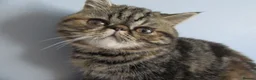 Exotic cats for sale:  Beautiful Exotic female kittens - Advert 11