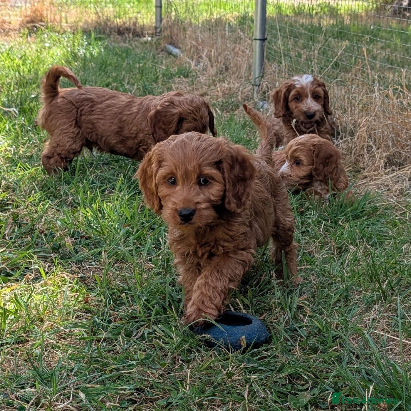 Cockapoo dogs Beautiful red pups from health tested parents - Advert 6