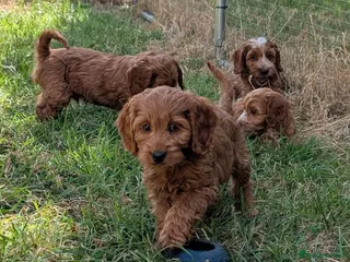 Cockapoo dogs Beautiful red pups from health tested parents - Advert 6