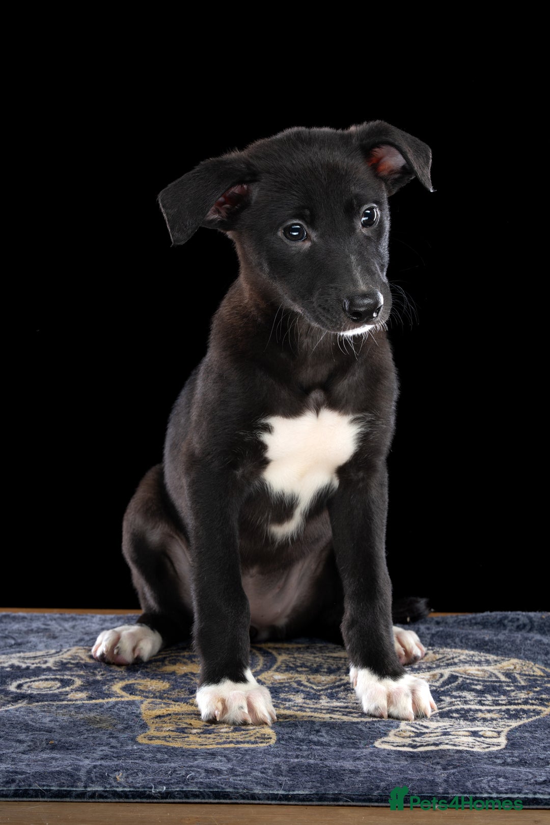 Lurcher dogs for sale: Lurcher Puppies for Sale - Advert 9