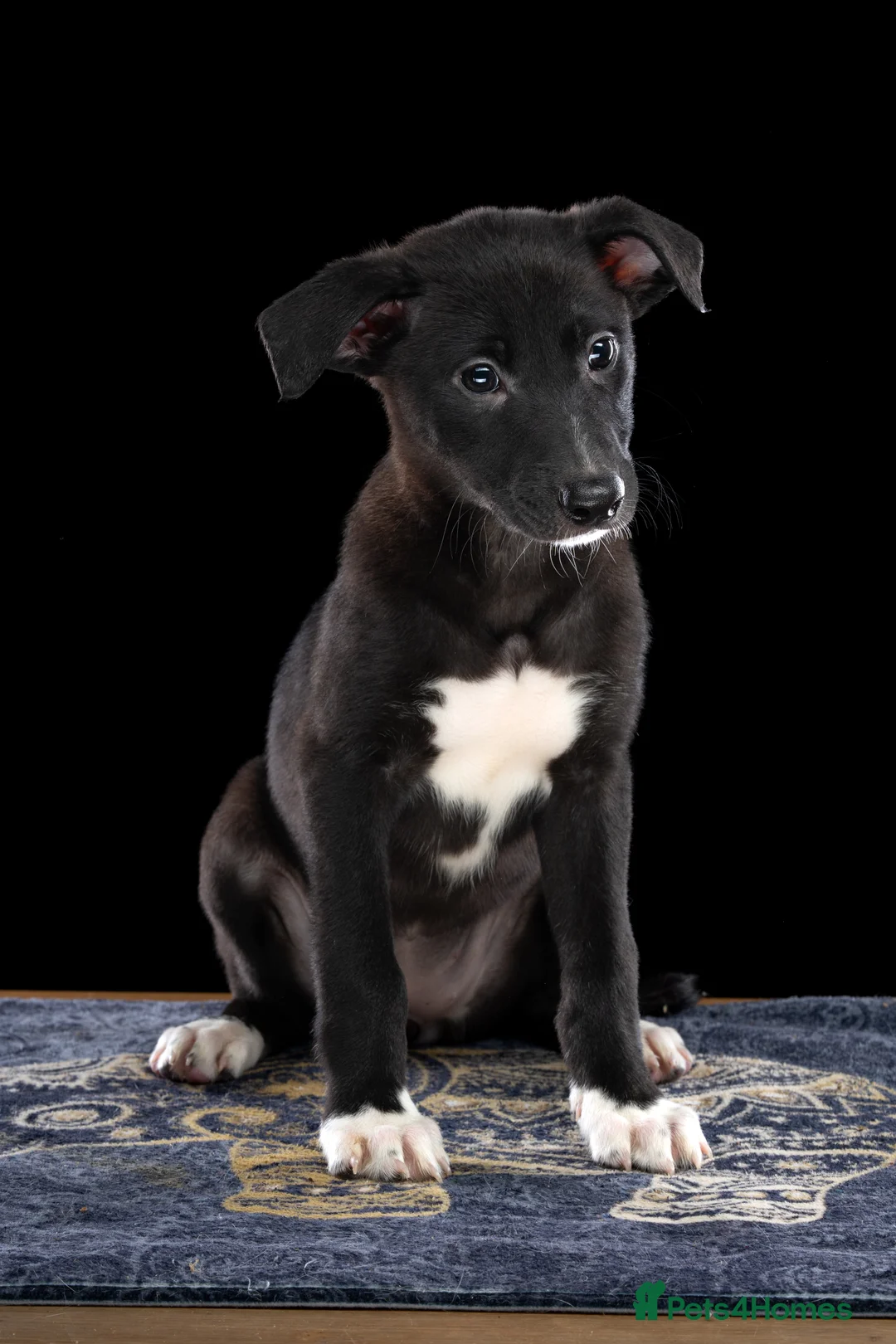 Lurcher dogs for sale: Lurcher Puppies for Sale - Advert 8