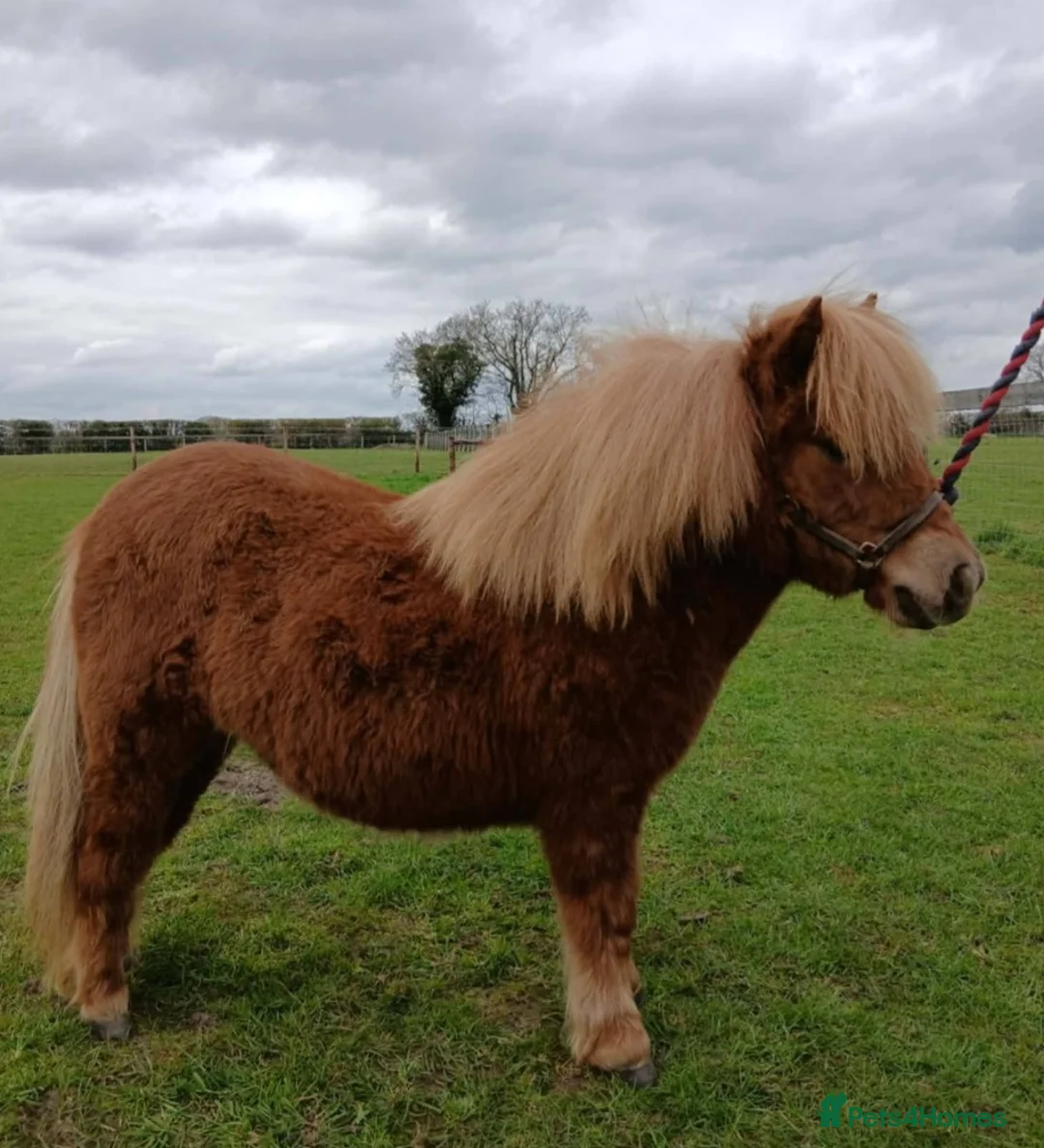 Shetland pony horses for sale: Registered miniature Shetland yearling filly  - Advert 1