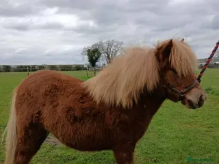 Shetland pony horses Registered miniature Shetland yearling filly - Advert 6