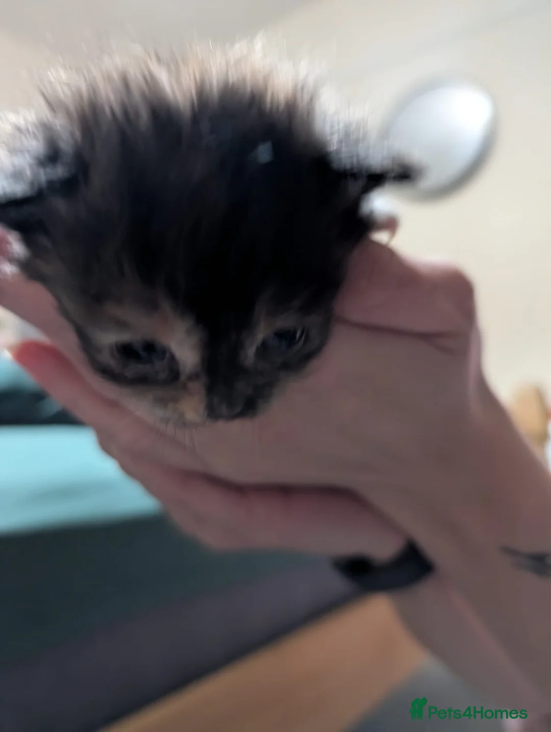 Mixed Breed cats for sale: Mixed kittens for sale - Advert 8