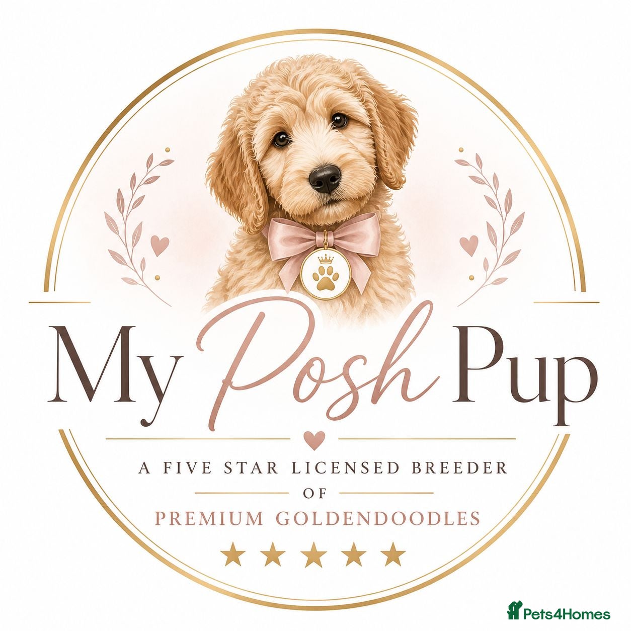 Mini Goldendoodle dogs F1, health tested, 5* breeder & POLICE K9 trainer - Advert 2