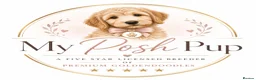 Mini Goldendoodle dogs for sale: F1, health tested, 5* breeder & POLICE K9 trainer - Advert 2