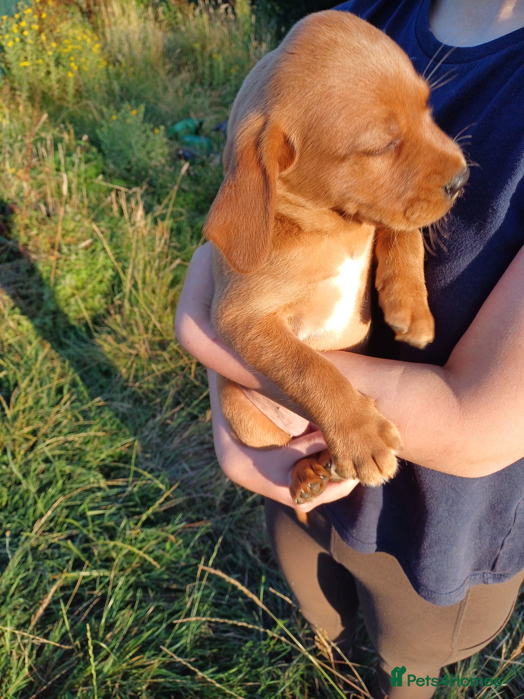 Springador dogs for sale: Springador puppies (3/4 labrador 1/4 springer) - Image 3
