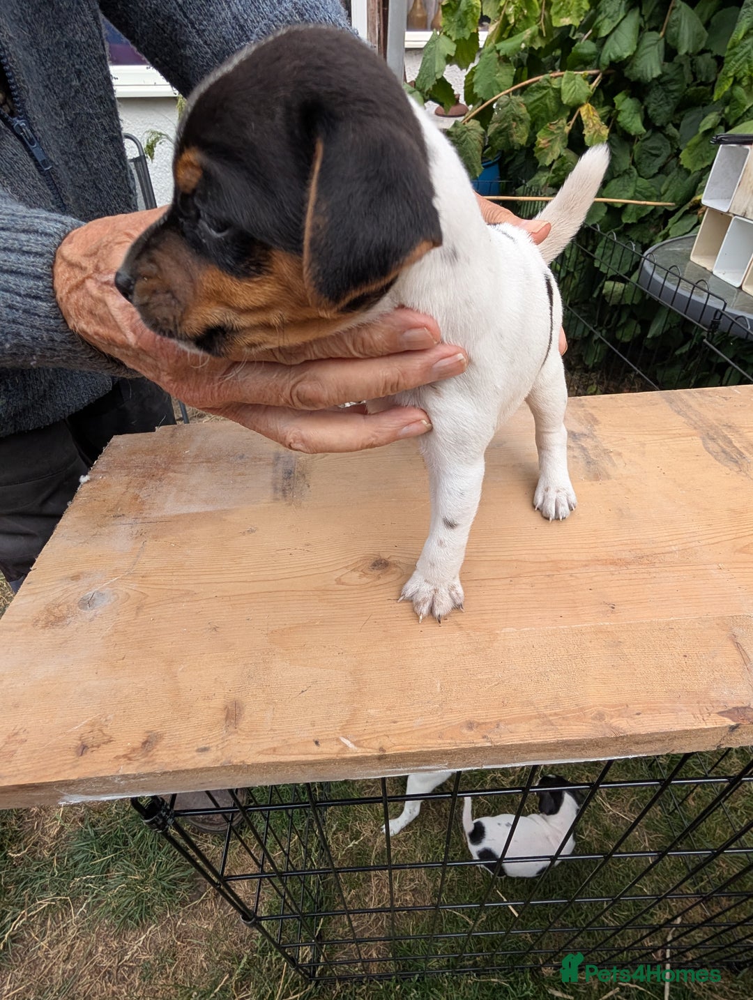 Jack Russell dogs for sale: Jack Russell puppys - Image 18