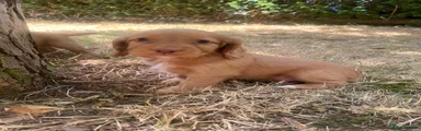 Cocker Spaniel 6 Girl