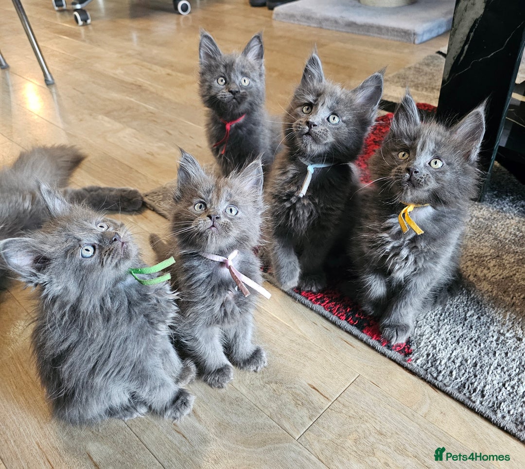 Maine Coon cats for sale: 🔥*STUNNING Litter of 6 Solid*💎*Blue Maine Coon💎 - Advert 11
