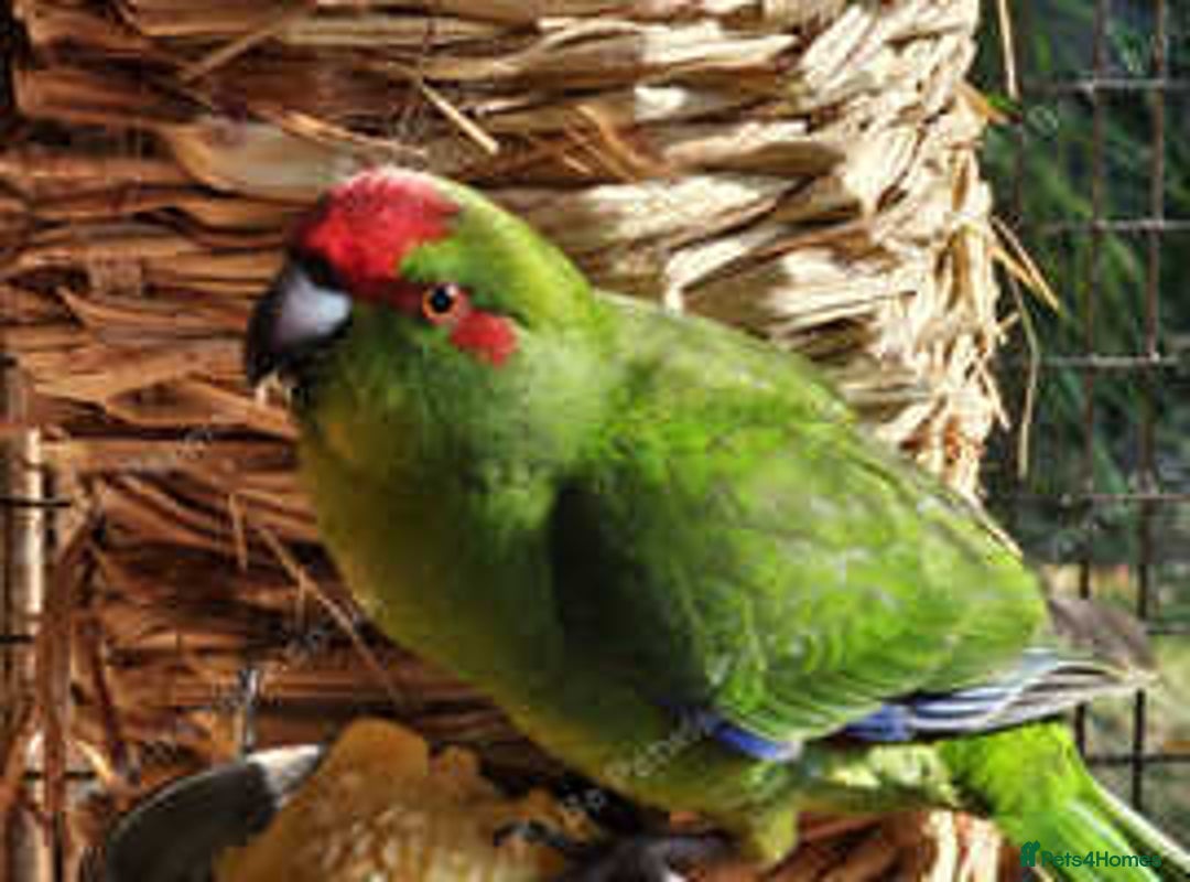 Parakeets birds for sale: Kakarikis for sale Mixed Colourings - Image 8