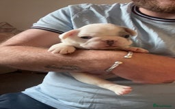 French Bulldog dogs for sale: 2 Male French Bulldog Puppies For Sale - Image 1
