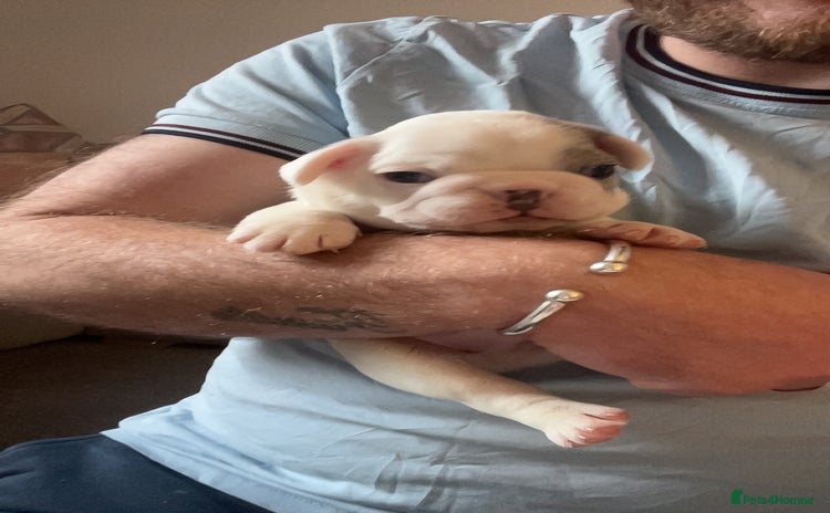 French Bulldog dogs - Advert 1