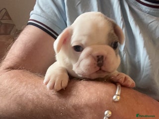 French Bulldog dogs 2 Male French Bulldog Puppies For Sale - Advert 8