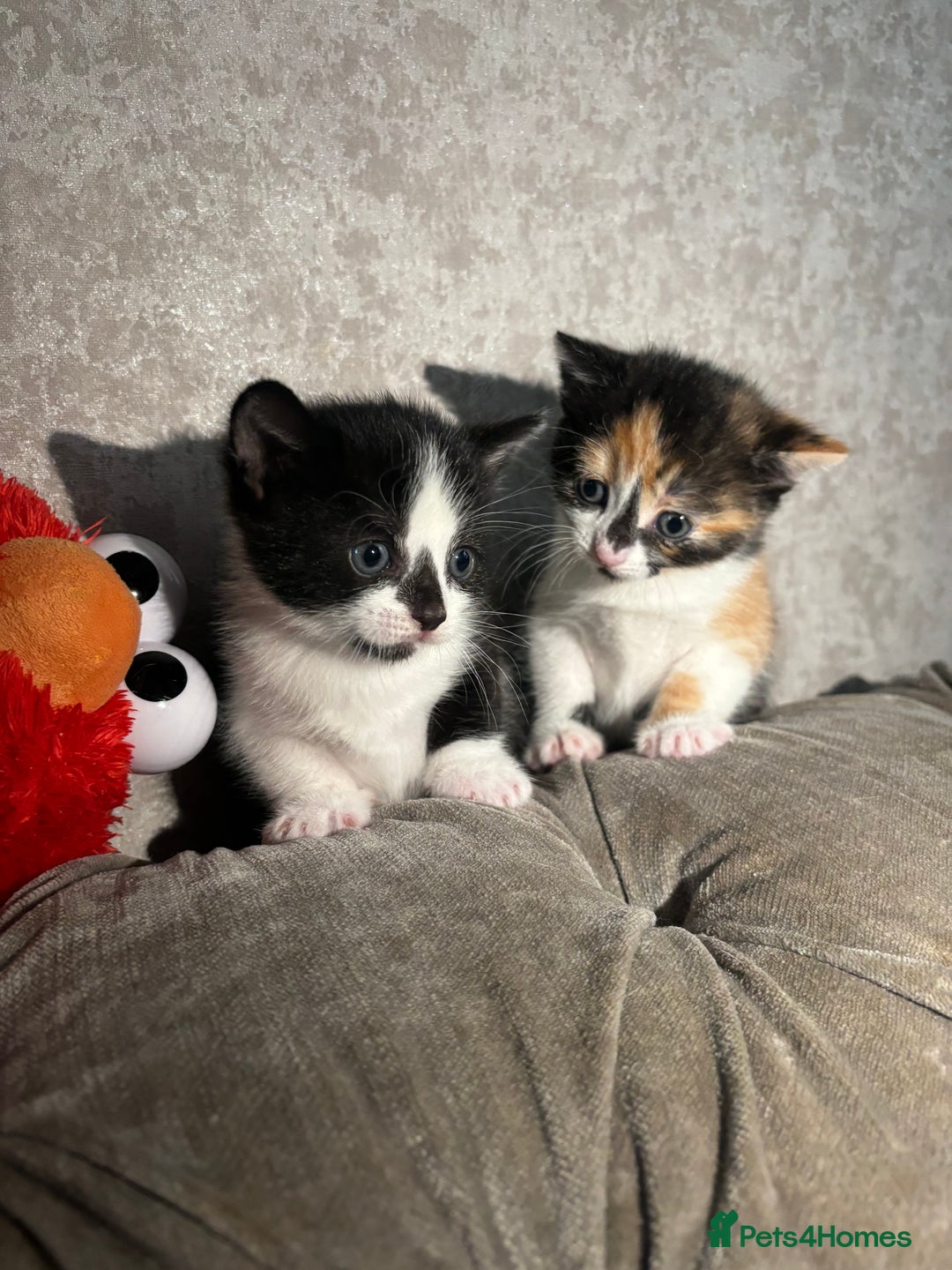 Mixed Breed cats for sale: 3 Gorgeous Kittens - Advert 2