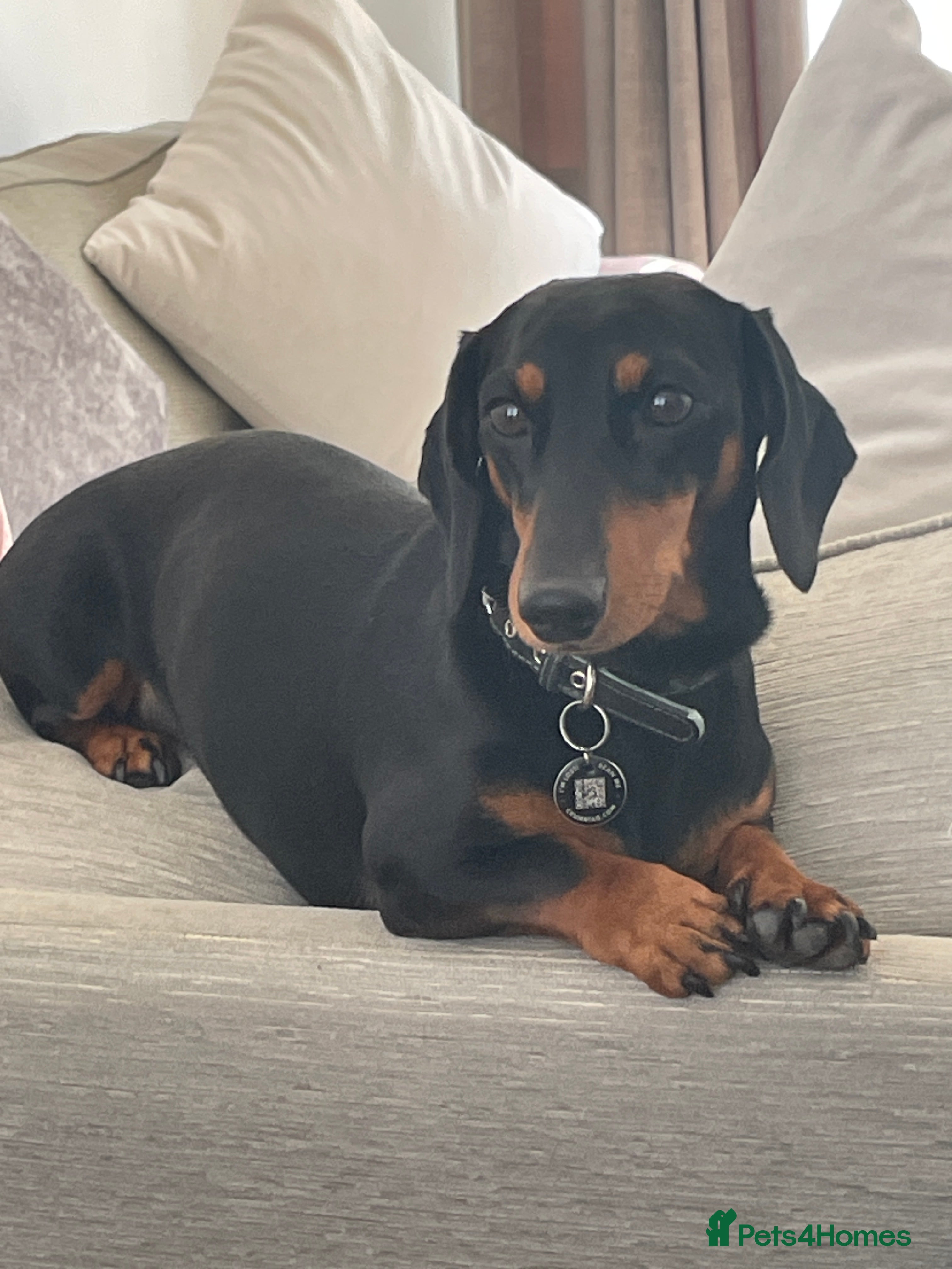 Dachshund dogs Smooth mini Dachshund  in Horsham - Advert 4
