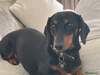 Dachshund dogs Smooth mini Dachshund in Horsham - Advert 1