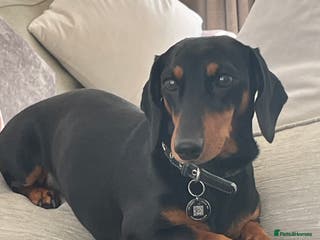 Dachshund dogs Smooth mini Dachshund in Horsham - Advert 13