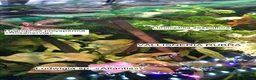 Catfish fish for sale: Aquarium fish, shrimp, and plants. WIDE selection - Advert 7