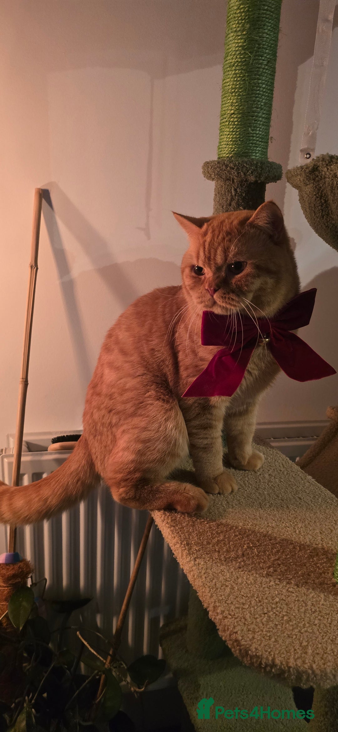 British Shorthair cats for stud: British Shorthair Stud – Pedigree Type Ginger Male - Advert 4