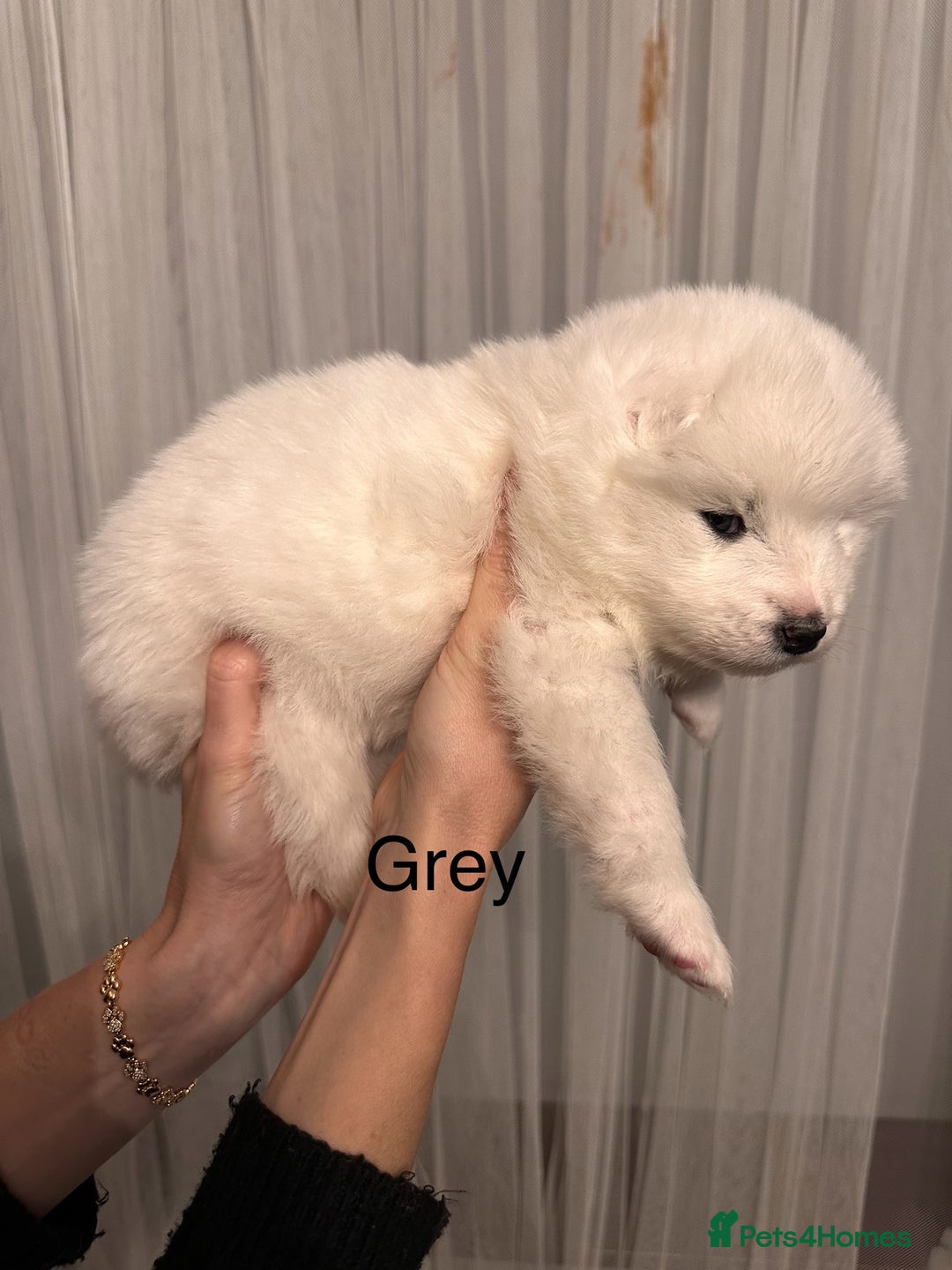 Samoyed dogs for sale: Samoyed Puppies — Ready to Reserve Now! - Image 30