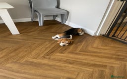Beagle dogs for sale: Beagle boys for rehoming  - Image 4