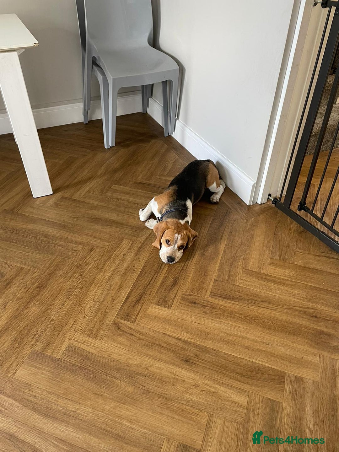Beagle dogs for sale: Beagle boys for rehoming  - Image 4