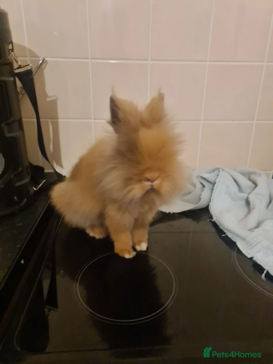 Lionhead rabbits for sale: Rabbit, hutch and rain cover  in Plymouth - Advert 2