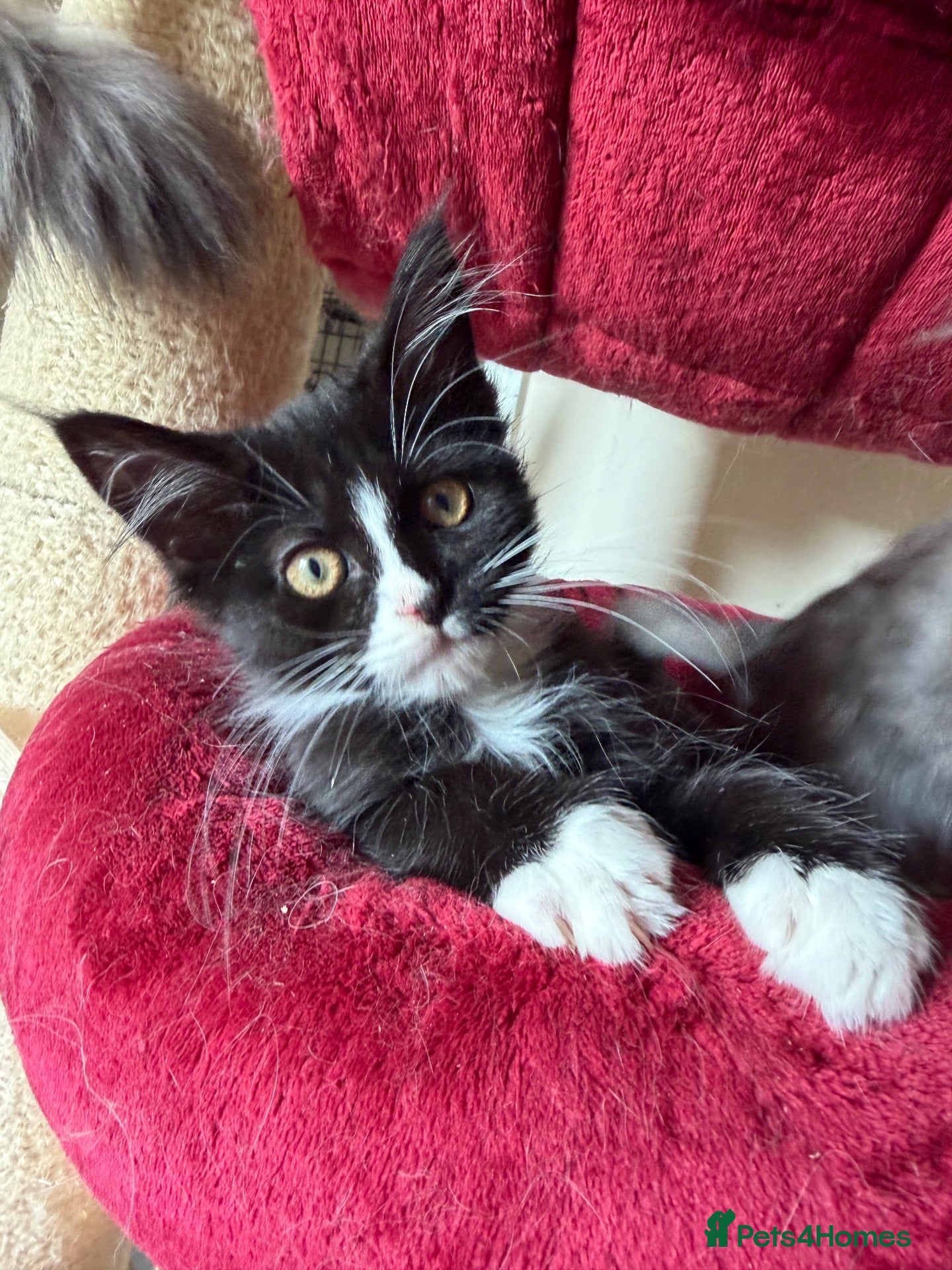 Maine Coon cats Maincoon Kitten last boy  - Advert 1