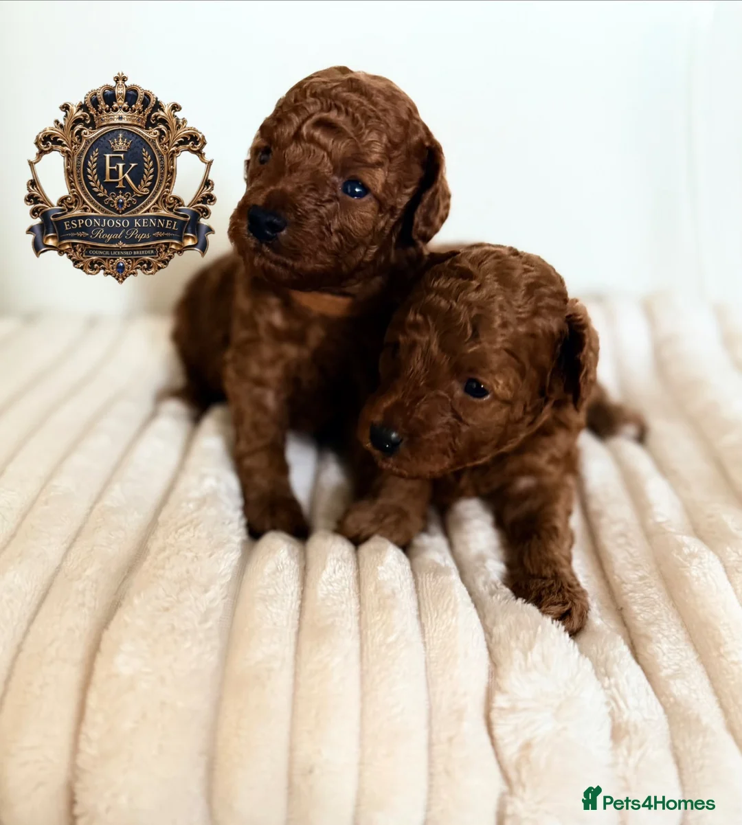 Toy Poodle dogs for sale: 5⭐️licensed ESPONJOSO tiny Half Asian Toy Poodle👑 - Advert 2