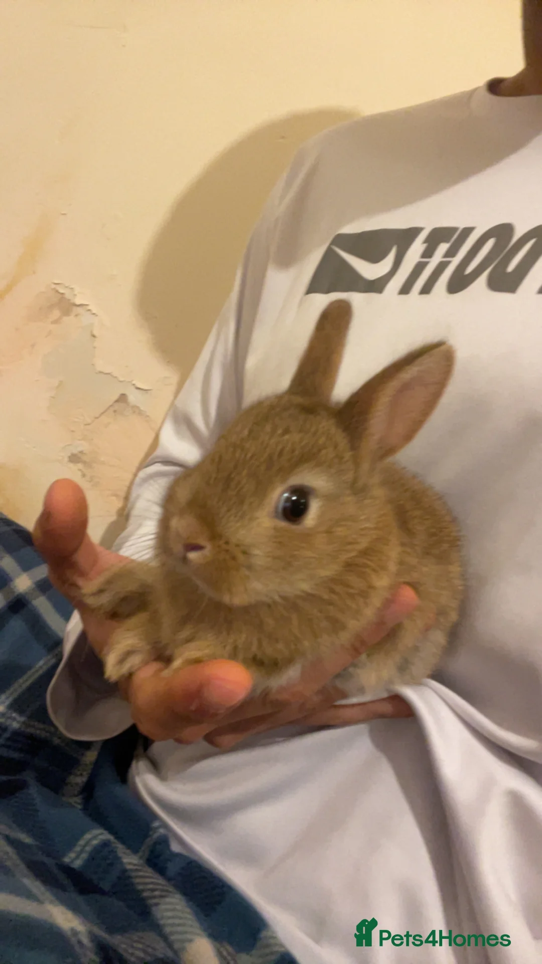 Netherland Dwarf rabbits for sale: Pure Netherland Dwarfs - Advert 3