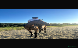 Irish Thoroughbred horses for sale: Rosie.  - Image 4