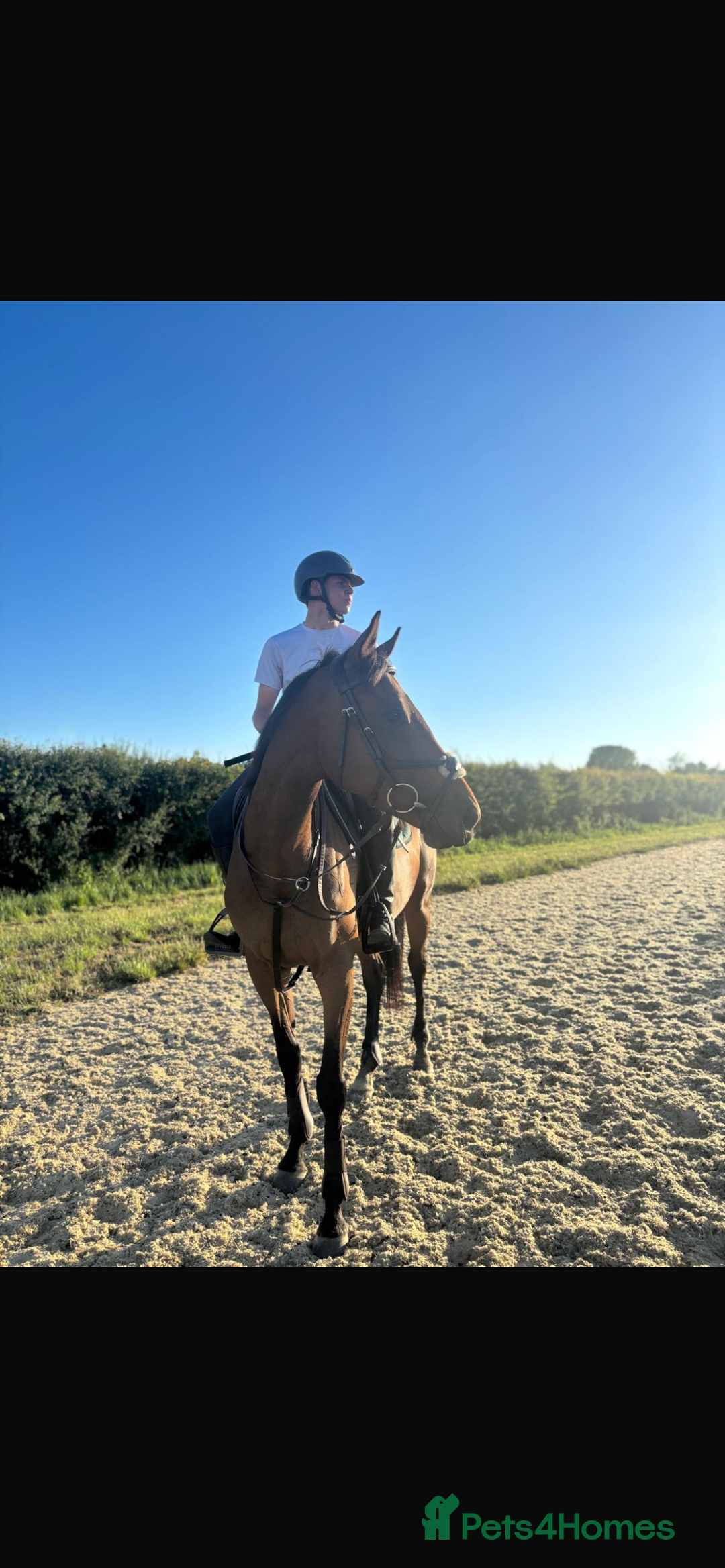 Irish Thoroughbred horses for sale: Rosie.  - Image 4