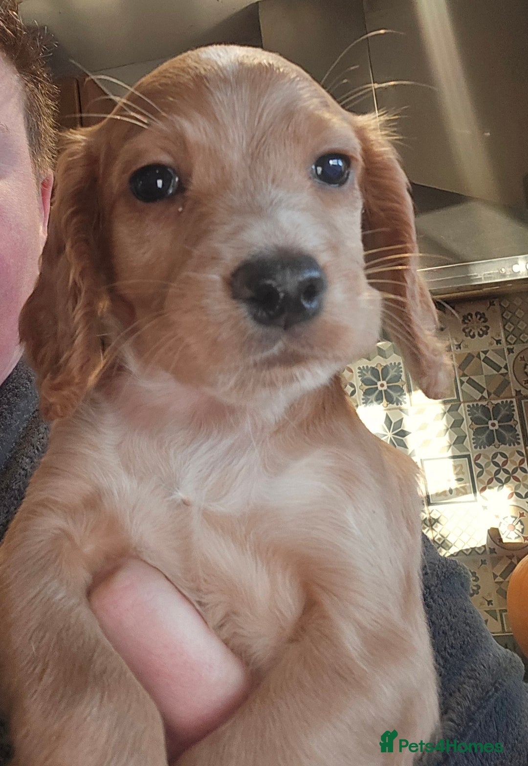 Cocker Spaniel dogs for sale: KC REGISTERED COCKER SPANIEL WORKING LINE PUPS  - Image 4