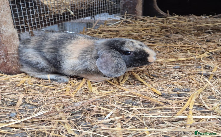 Mini Lop rabbits - Advert 2