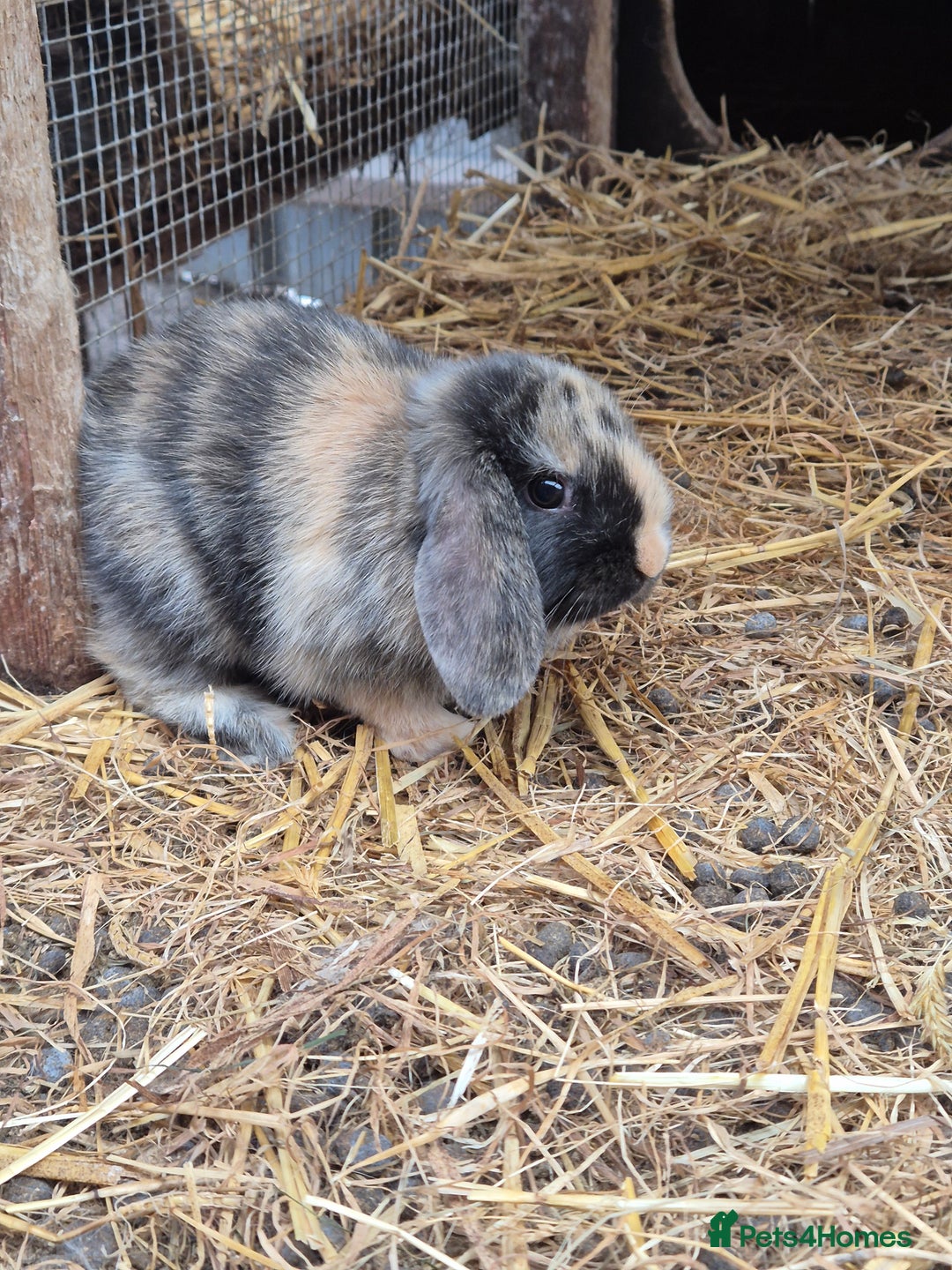 Mini Lop rabbits for sale: Mini Lop Buns ready to reserve  - Image 1