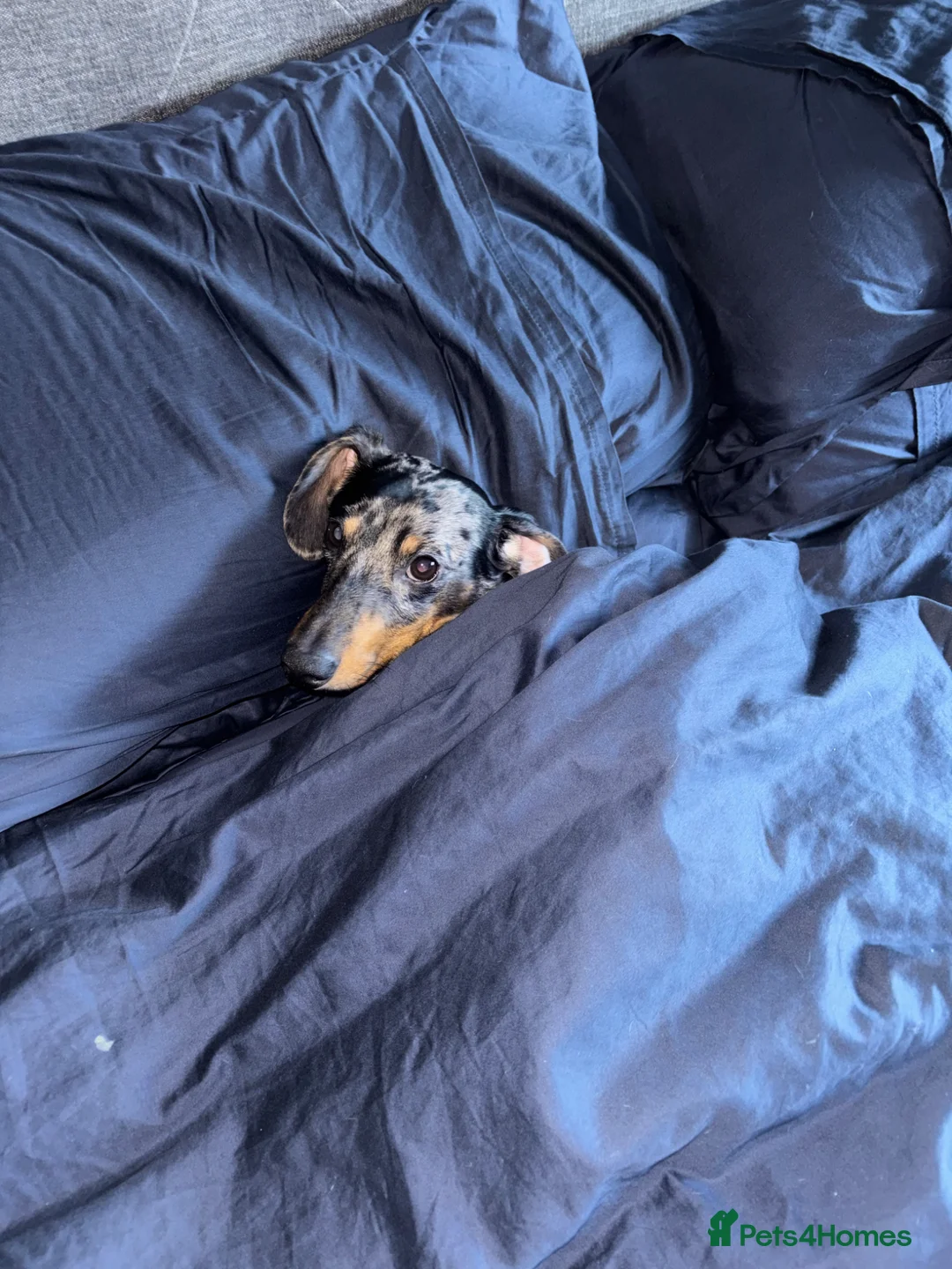 Dachshund dogs for stud: ZEBEDEE  - Advert 21