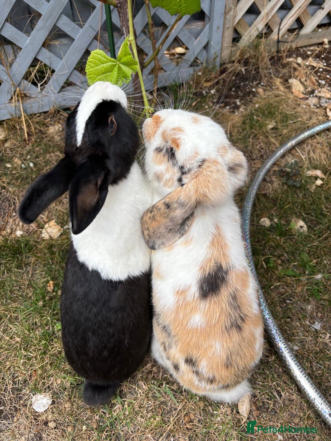 Dutch rabbits for sale: Pair of bonded vaccinated female rabbits - Image 16