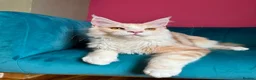 Maine Coon cats for sale: TICA Registered Red Shaded Maine Coon kitten - Advert 15