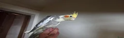 Cockatiels birds for sale: Hand tamed 2 baby cockatiels available  - Advert 10