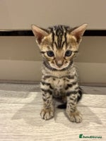 Bengal cats - Advert 5