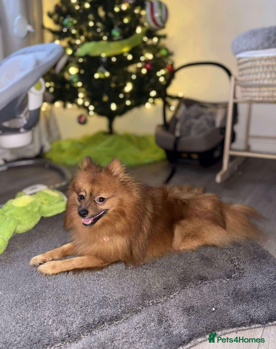 German Spitz dogs for sale: Ronnie - Advert 1