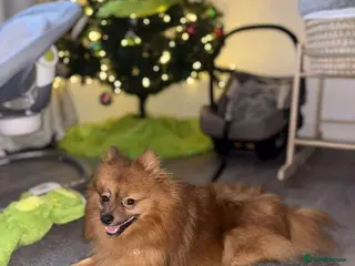 German Spitz dogs Ronnie - Advert 1