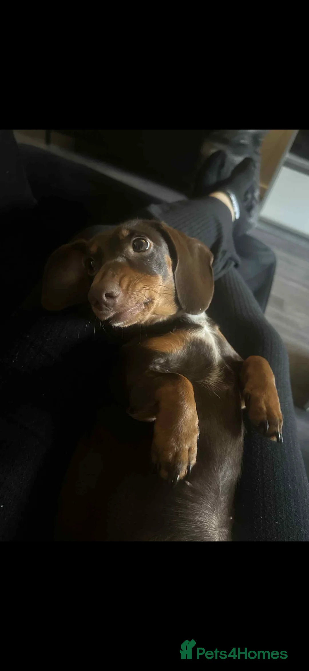 Miniature Dachshund dogs for sale: Mini dachshund chocolate and tan  - Advert 2